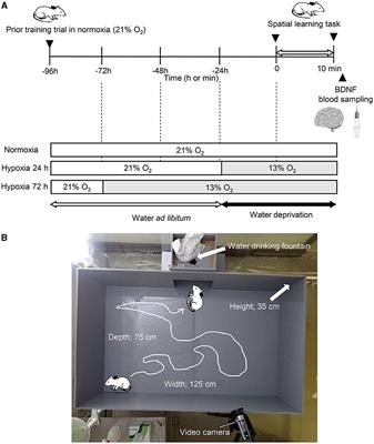 Influence of short-term hypoxic exposure on spatial learning and memory function and brain-derived neurotrophic factor in rats—A practical implication to human's lost way